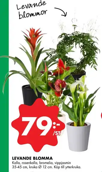 ÖoB Levande blomma erbjuda