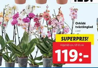 Lidl Orkidé tvåstänglad erbjuda