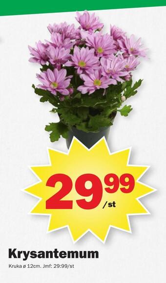Pekås Krysantemum erbjuda