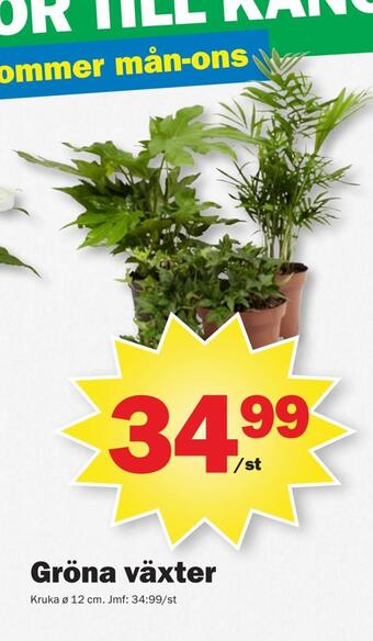 Pekås Gröna växter erbjuda