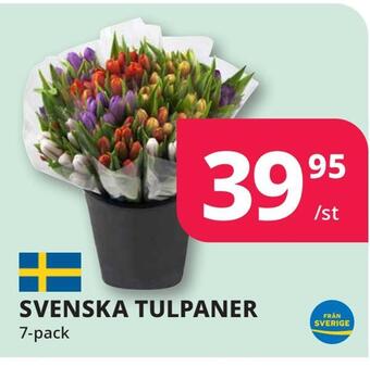 Tempo Svenska tulpaner erbjuda