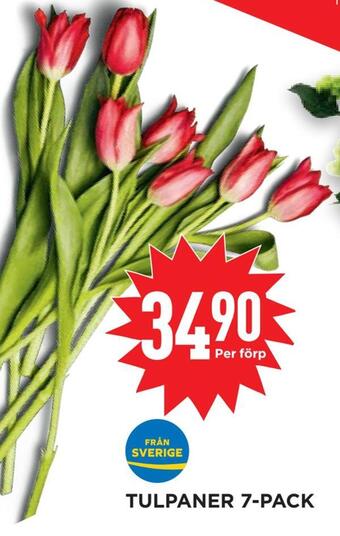 Willys Hemma Tulpaner 7-pack erbjuda