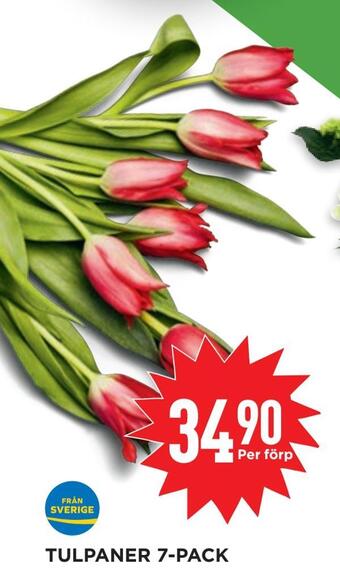 Willys Tulpaner 7-pack erbjuda