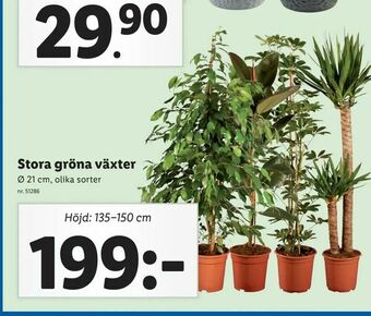 Lidl Stora gröna växter erbjuda