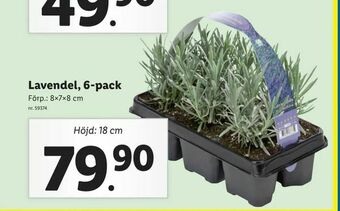 Lidl Lavendel, 6-pack erbjuda