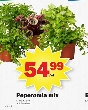 Pekås Peperomia Mix erbjuda