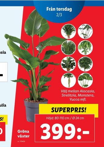Lidl Gröna växter erbjuda
