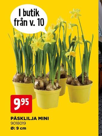 Jem&Fix Påsklilja mini erbjuda