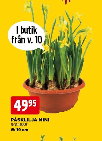 Jem&Fix Påsklilja mini erbjuda