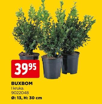Jem&Fix Buxbom erbjuda