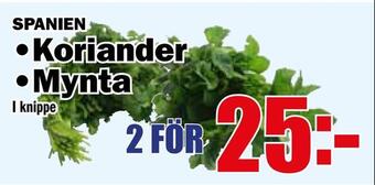 Matdax Koriander • mynta erbjuda