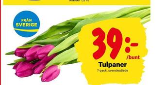 City Gross Tulpaner erbjuda