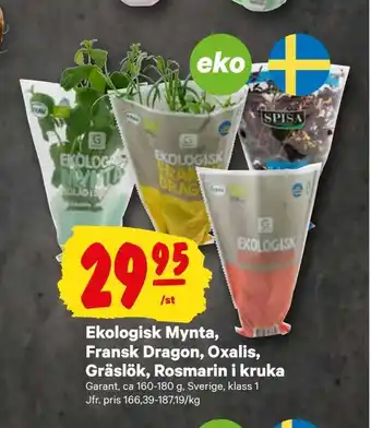 City Gross Ekologisk mynta, fransk dragon, oxalis, gräslök, rosmarin i kruka erbjuda