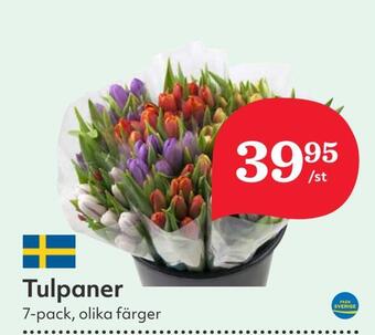 Hemköp Tulpaner erbjuda