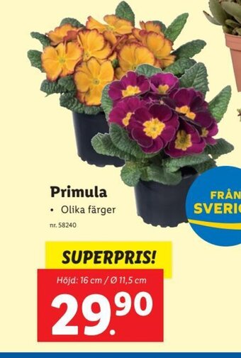 Lidl Primula erbjuda