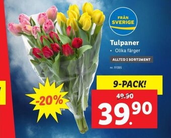 Lidl Tulpaner erbjuda