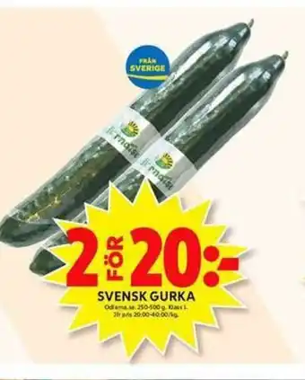 ICA Maxi Odlarma Svensk Gurka 250-500g erbjuda