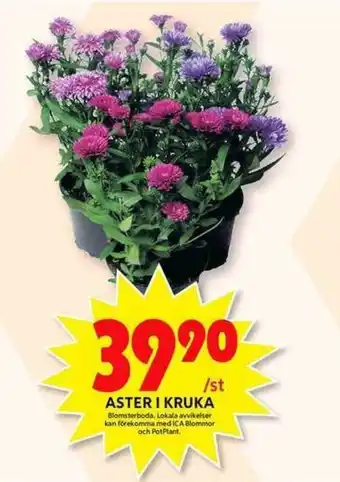 ICA Maxi Blomsterboda Aster I Kruka erbjuda