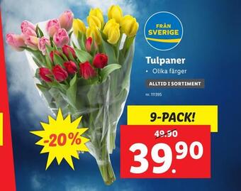 Lidl Tulpaner erbjuda