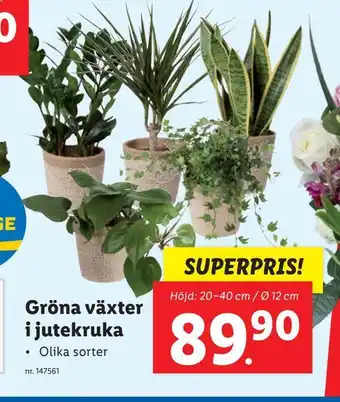 Lidl Gröna växter i jutekruka erbjuda
