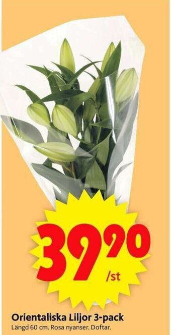 Orientaliska Liljor 3-pack 60cm
