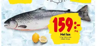 City Gross Guldfågeln lax erbjuda