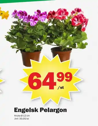 Pekås Engelsk pelargon erbjuda
