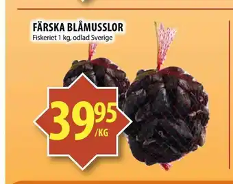 Färska blåmusslor