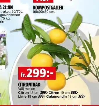 Citronträd