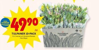ICA Kvantum Tulpaner 10-Pack erbjuda