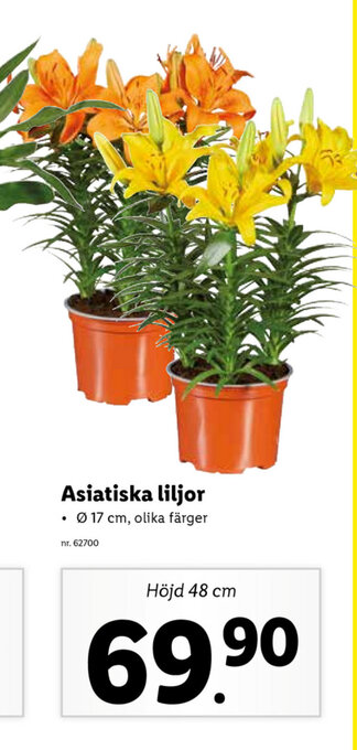 Lidl Asiatiska liljor erbjuda