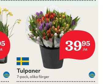 Hemköp Tulpaner erbjuda