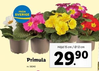 Lidl Primula erbjuda