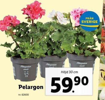 Lidl Pelargon erbjuda