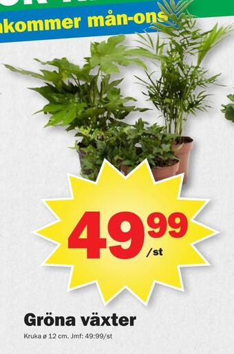 Pekås Gröna växter erbjuda