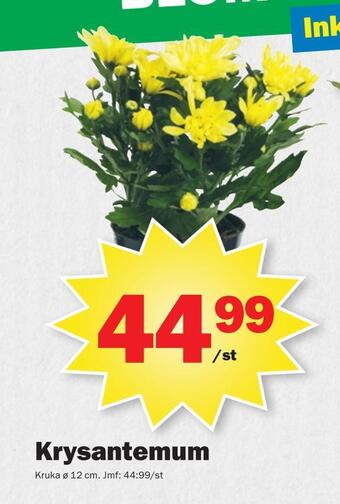 Pekås Krysantemum erbjuda