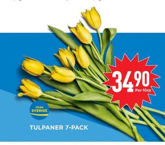 Willys Hemma Tulpaner 7-pack erbjuda