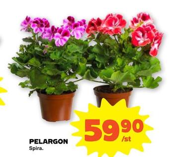 Stora Coop Pelargon erbjuda