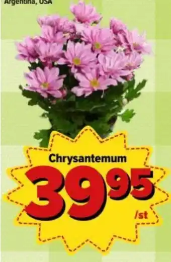 Chrysantemum