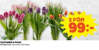 Coop Tulpaner 9-pack erbjuda
