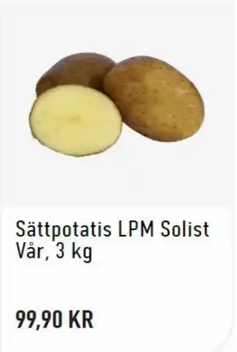 Sättpotatis LPM Solist Vär 3 kg
