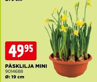 Jem&Fix Påsklilja mini erbjuda