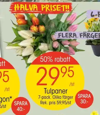 EKO Tulpaner erbjuda