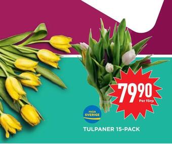 Willys Hemma Tulpaner 15-pack erbjuda