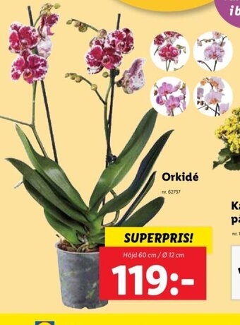Lidl Orkidé erbjuda
