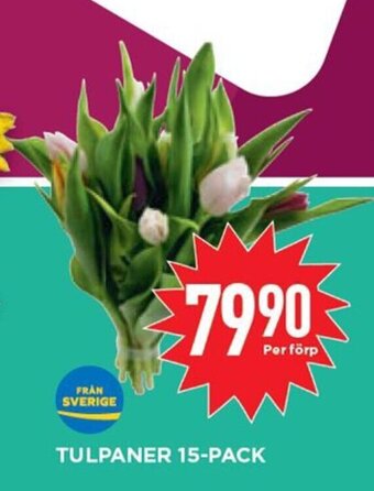 Willys Tulpaner 15-pack erbjuda