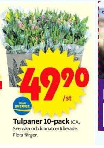 ICA Supermarket Tulpaner 10-Pack erbjuda