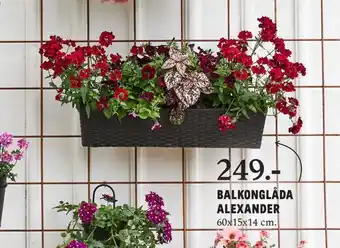 Blomsterlandet Balkonglåda alexander erbjuda
