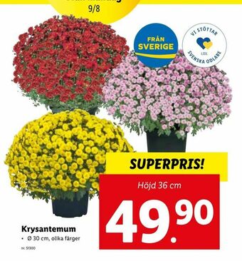 Lidl Krysantemum erbjuda