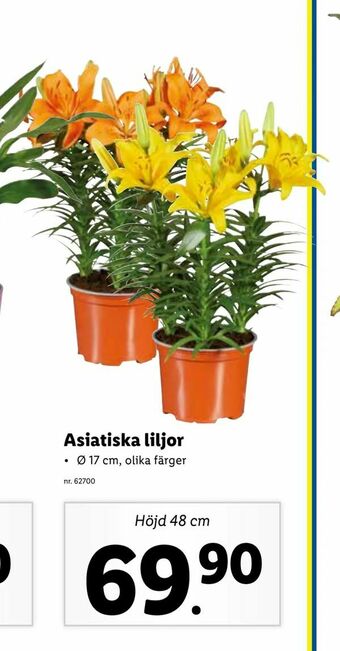 Lidl Asiatiska liljor erbjuda